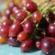 Missouri-Johannisbeeren Missouri-Johannisbeeren